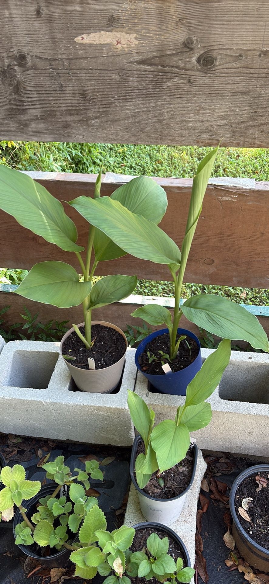 Turmeric Plants
