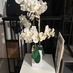 White Plant 