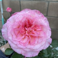 SUNBELT SAVANNAH GODE BUSH PLANT, With Extraordinary Fragrance Flowers Is Large Plant In Large 15 Gallon Pot Pick Up Only