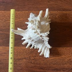 Beautiful Huge Seashell 