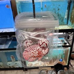 Premium Flowerhorn Collector Keychain – Red & White Kok Edition 🔥🐟