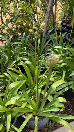 Agapanthus plant 5 gallon pot blue flower