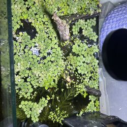 Aquarium Plants