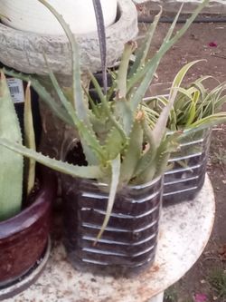 🌿 Explosive Growth Aloe Vera – 🌿  🌿Crecimiento Explosivo del Aloe Vera🌿