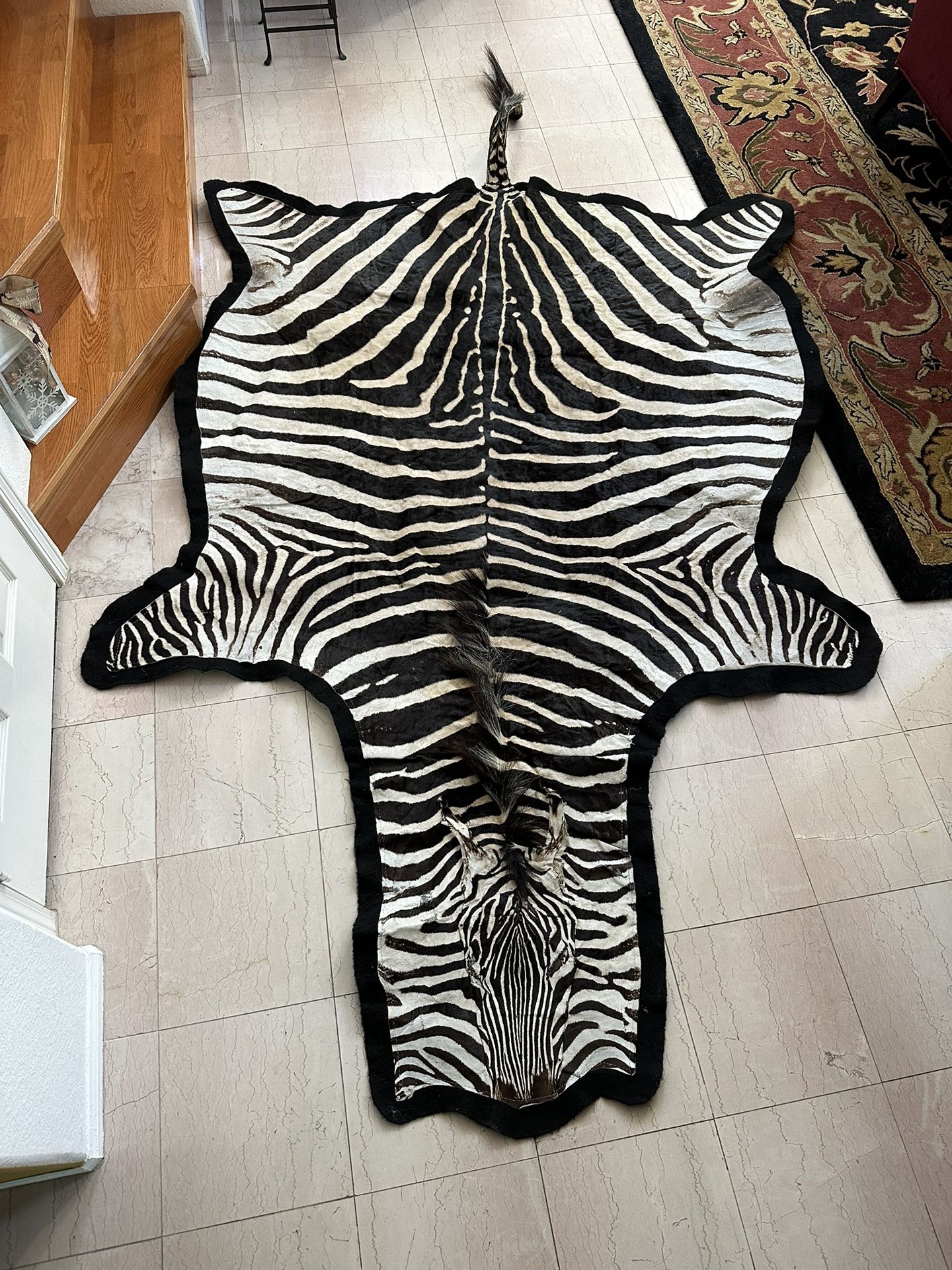 Trophy Zebra Taxidermy Rug