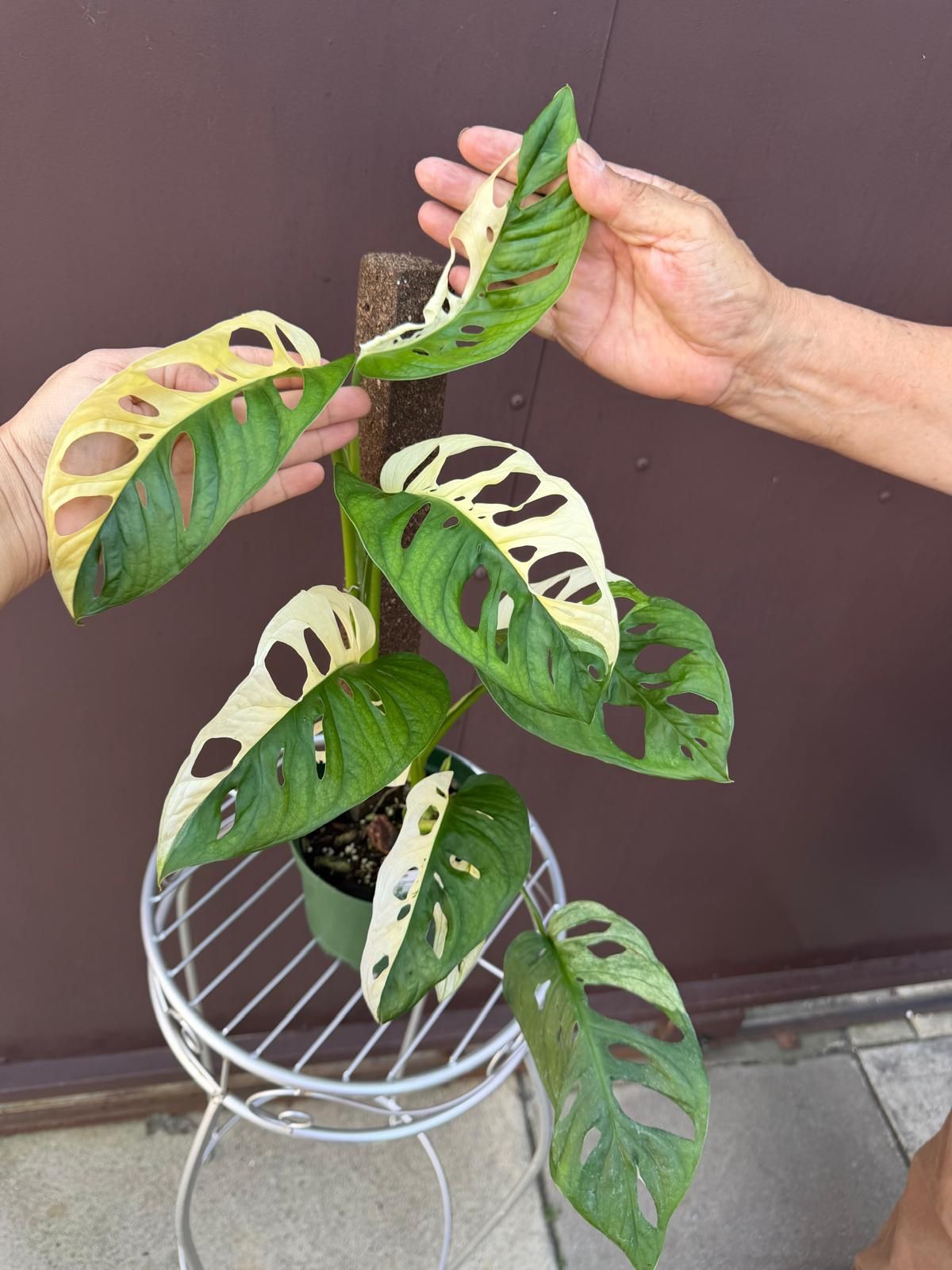 6 variegated monstera adansonii half moon variegation