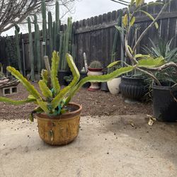 Dragon Fruit Plant 4 Ft Long In Large Terra Cotta Clay Pot 