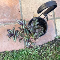 Small Outdoor Hanging Basket 