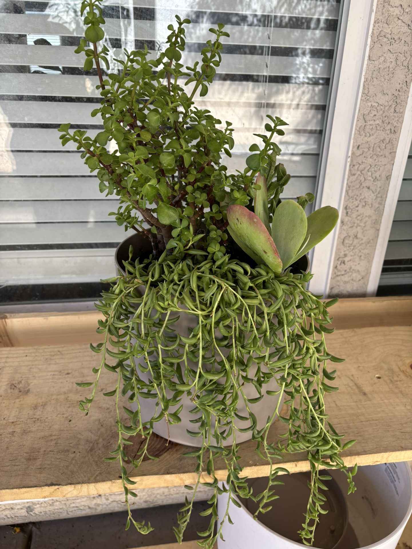 Live Succulents Plants 🪴