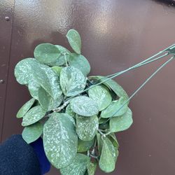 6” hoya obovata super splash