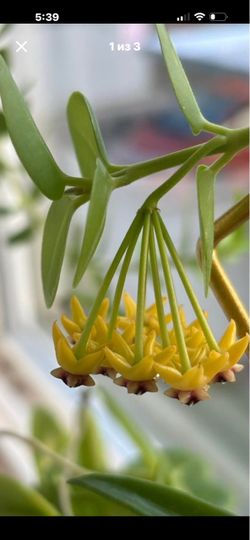 Hoya Cumingiana