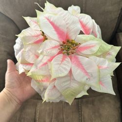 Poinsettia Christmas Flowers