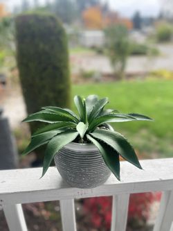 Fake Plant 