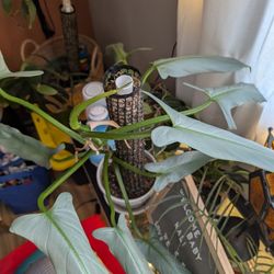 Philodendron Silver Sword