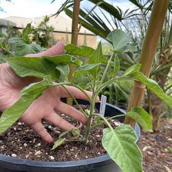 🍅 Fast Growing Tomato Starts & Plants  - Grown Without Chemicals - Only 55 Days to Maturity!