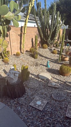 cactus decoración