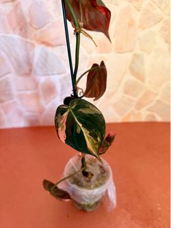 Philodendron Mican Highly Variegated Orange Plant - 3inch
