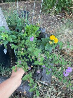 5 gallon pot blooming purple and yellow lantana; 95820