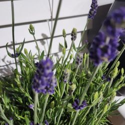 English Lavender. 3ft . 5 Gallons