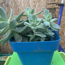 Beautiful Succulents