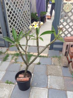 Plumeria potted plant