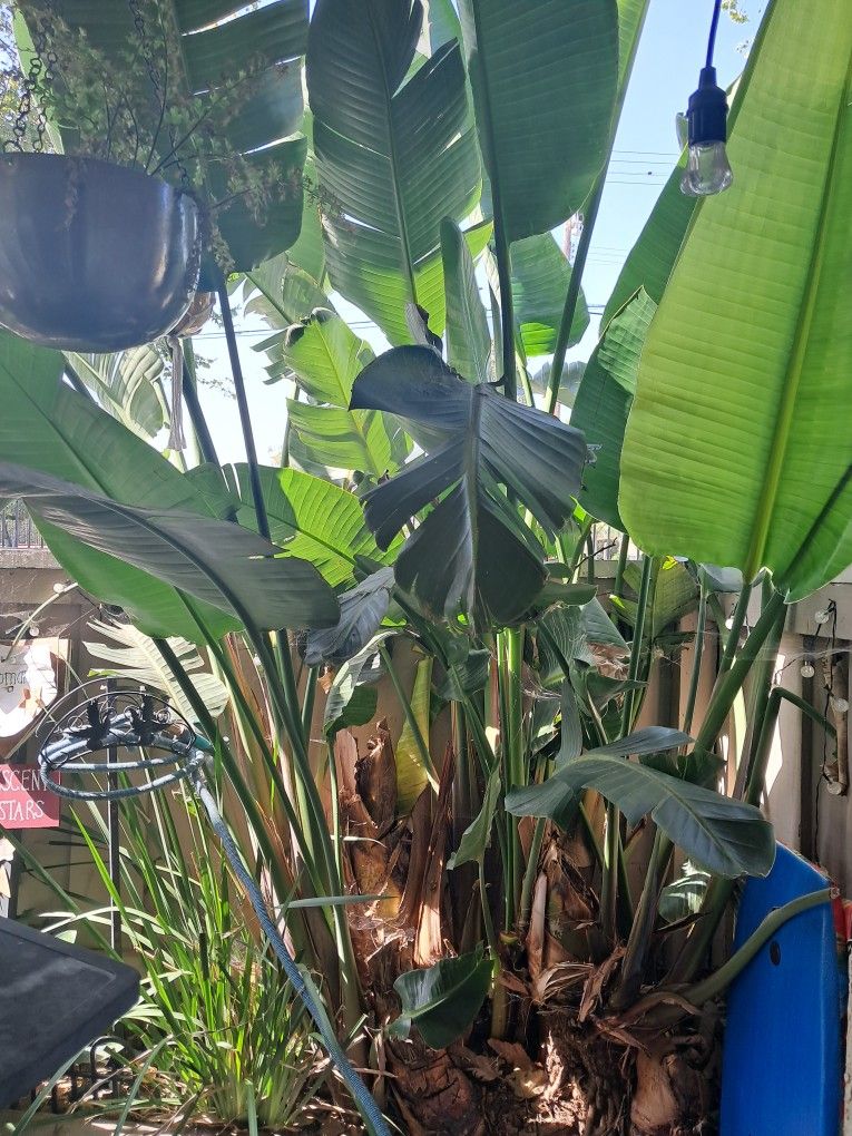 Free Tree