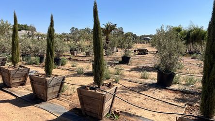 Olive trees