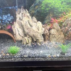 Fish Tank