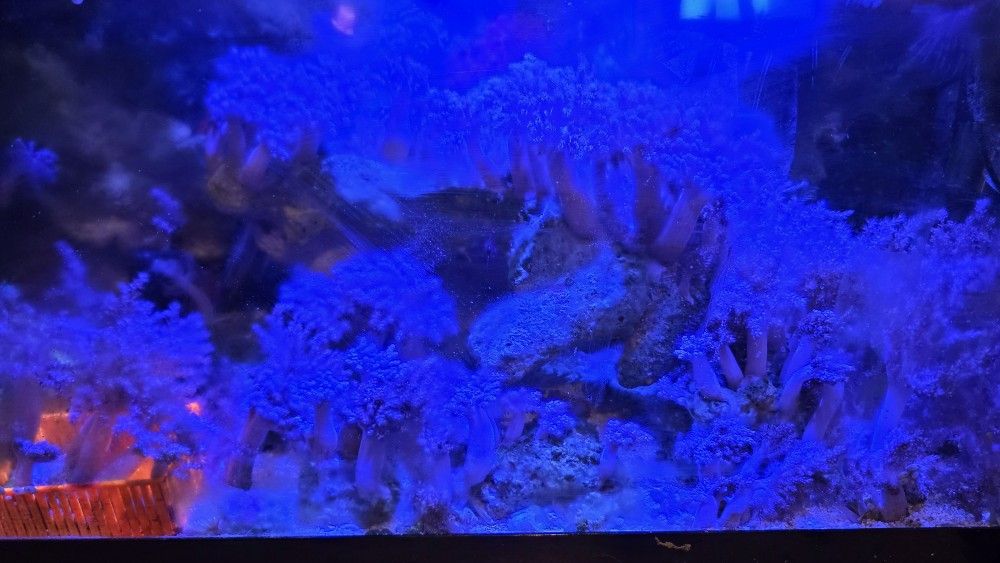 Saltwater Fish Tank 20 Gallon Long Complete 