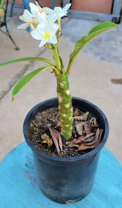 1 Gallon Plumeria With Flowers - White