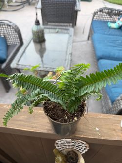 Small fern plant