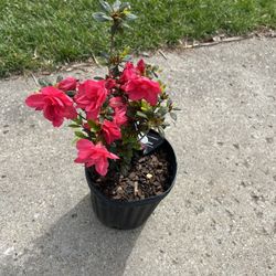 Azaleas