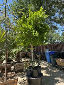 Ficus tree 25gal