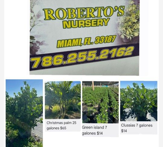 Atención JARDINEROS OFREZCO LAS MEJORES PLANTAS A LOS MEJORES PRECIOS