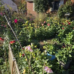 Mystery Dahlia Plants $5 each