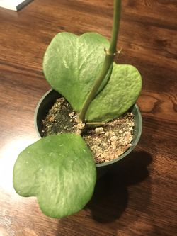 Hoya Heart Plant