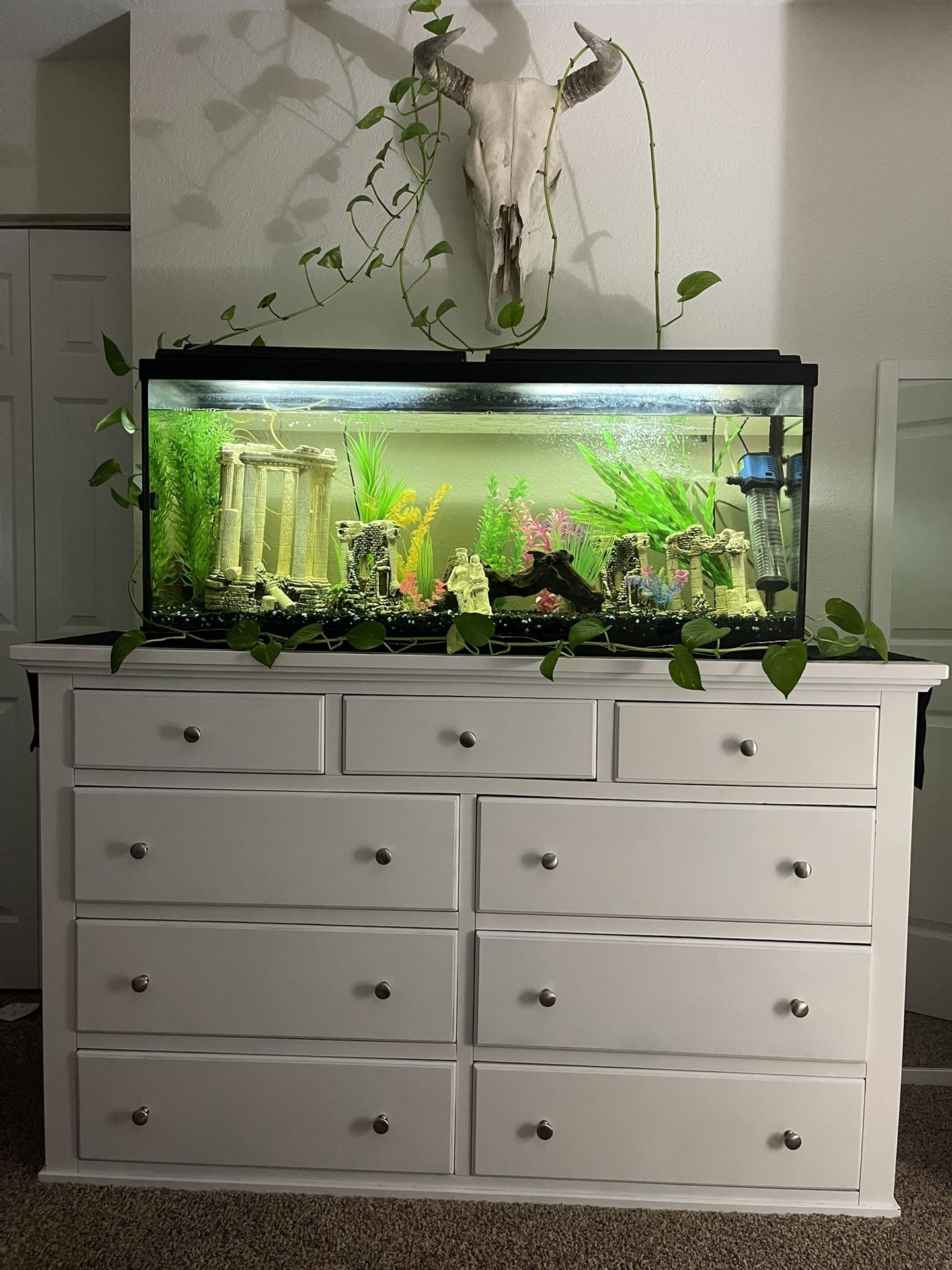55-Gallon Aquarium
