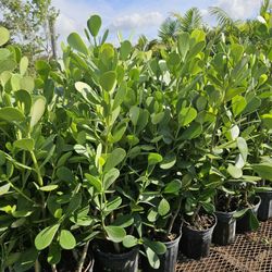 clusias Instant privacy Hedge for fence 