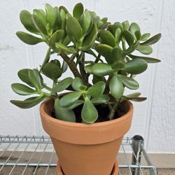 Succulent