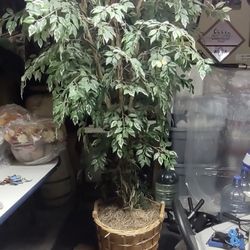 6 Ft Ficus Tree