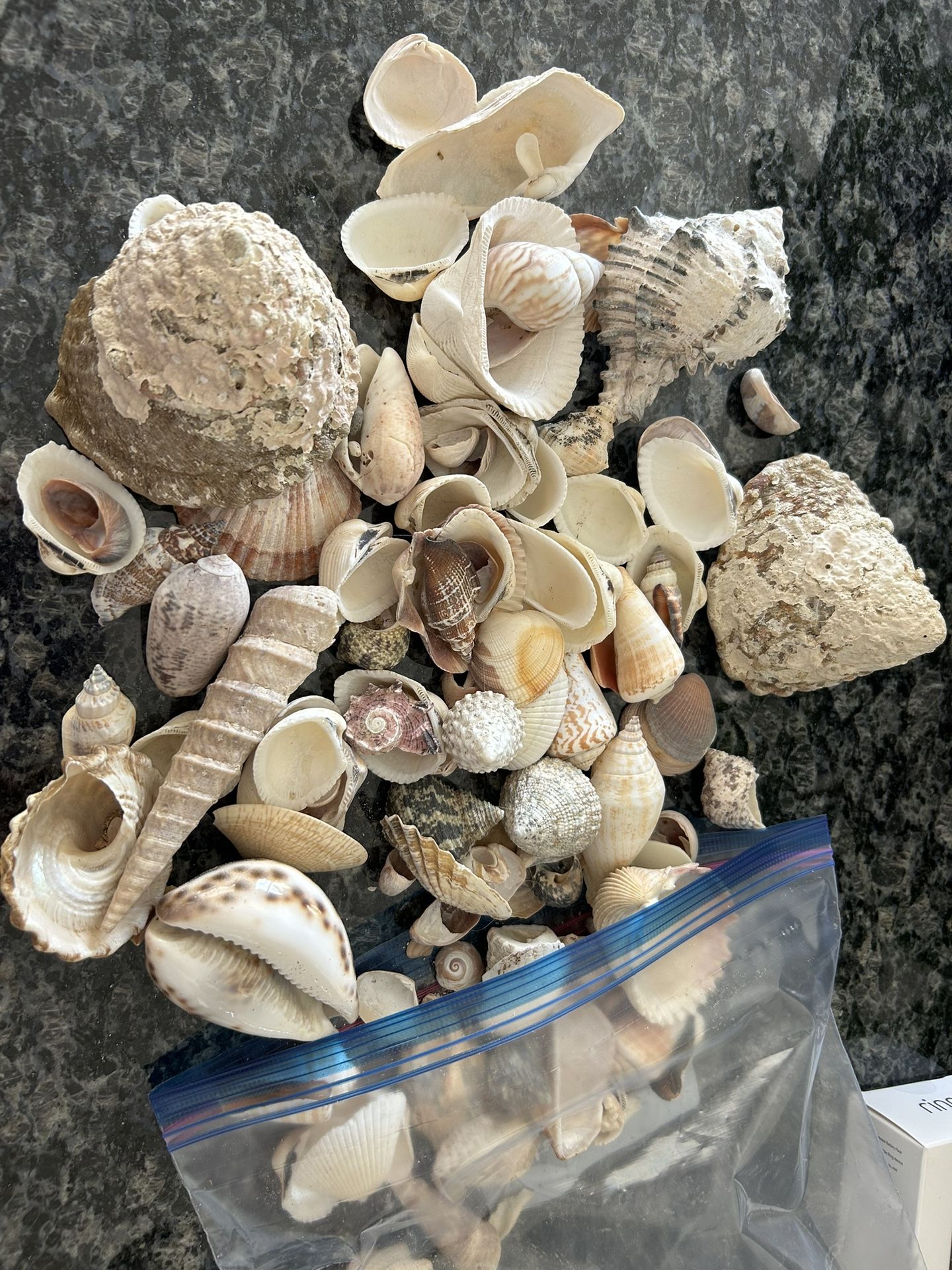 Assortment Of Shells In Various Sizes