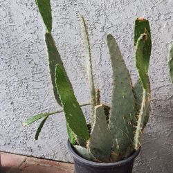 Prickly Pear Cactus