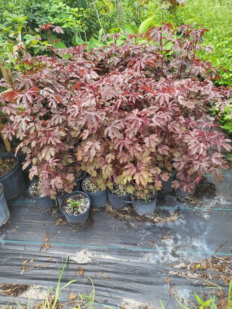 Cramberry Hibiscus Plant 🪴