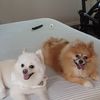 Bellas_Pawtique