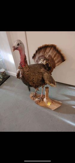 Taxidermy Turkey! $100!!