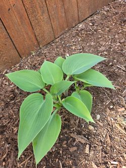 Garden Plant Hosta
