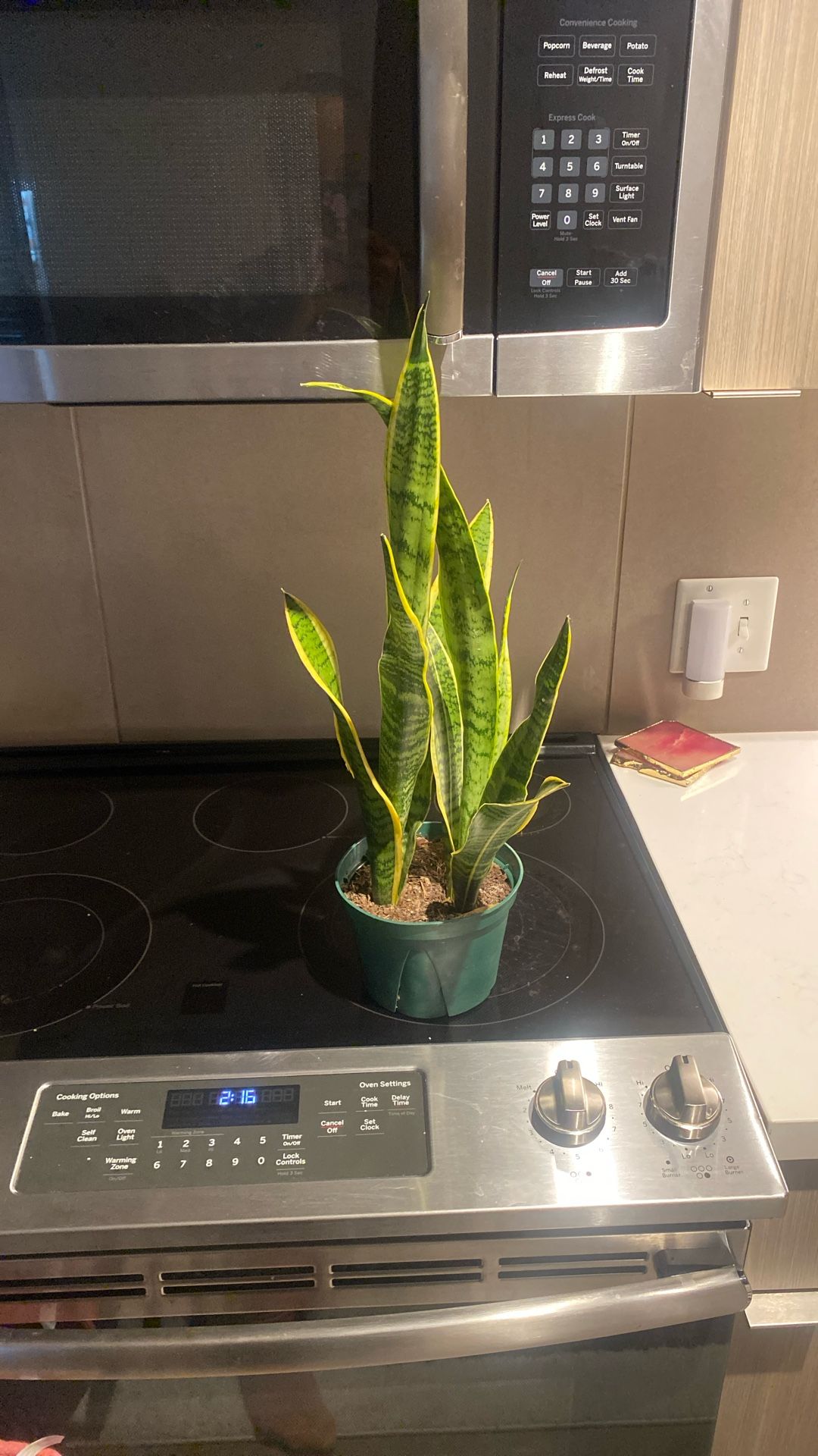 Snake Plant