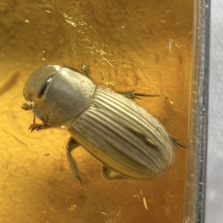 Preserved in time, this genuine Baltic amber encapsulates a rare ancient beetle from the Jurassic era. Each piece is a natural treasure, showcasing re