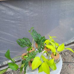Plants( Neon Pothos And Monstera Adansonii Plants In Water) $5 Each