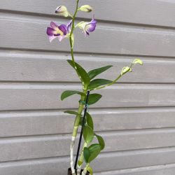 4” dendrobium tall plant 